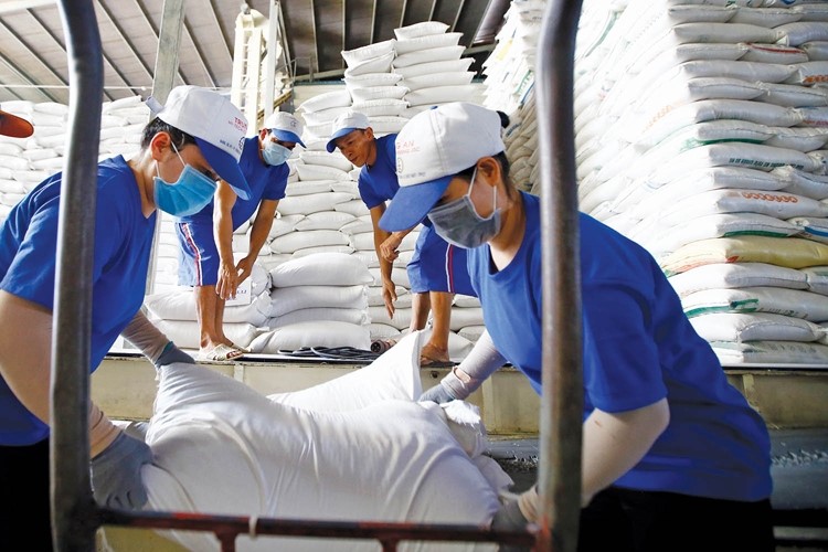 PVMACHINO – nâng tầm gạo Việt